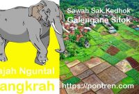 Read more about the article Gajah Nguntal Sangkrah Sawah Rong Kedhok Galengane Sitok