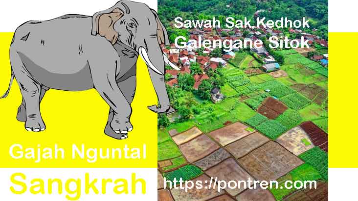 Gajah Nguntal Sangkrah Sawah Rong Kedhok Galengane Sitok