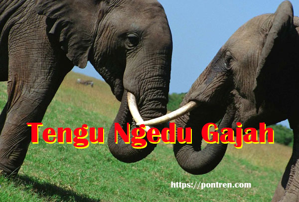 tengu ngedu gajah