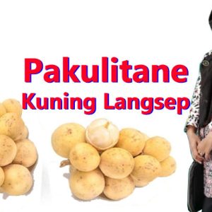 tegese pakulitane kuning langsep kalebu candrane